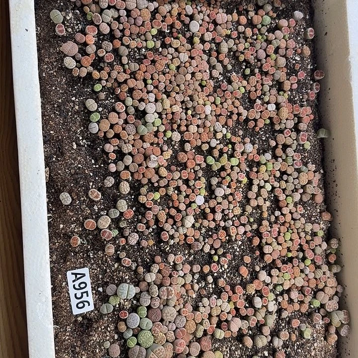 956生石花整筐脱土发货