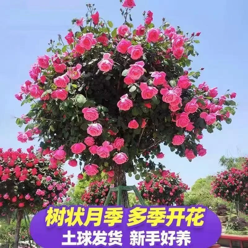 老桩树高杆盆栽地栽月季多色特大花朵花卉嫁接庭院月季四季耐寒