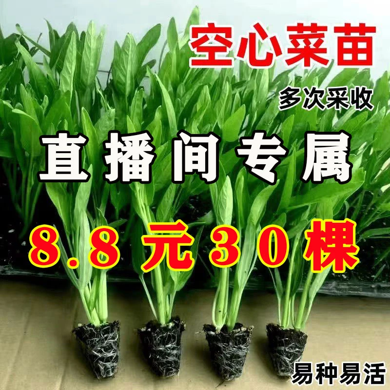 【8.8元30棵空心菜】正宗三叉空心菜秧苗室内外空心菜苗大叶带土