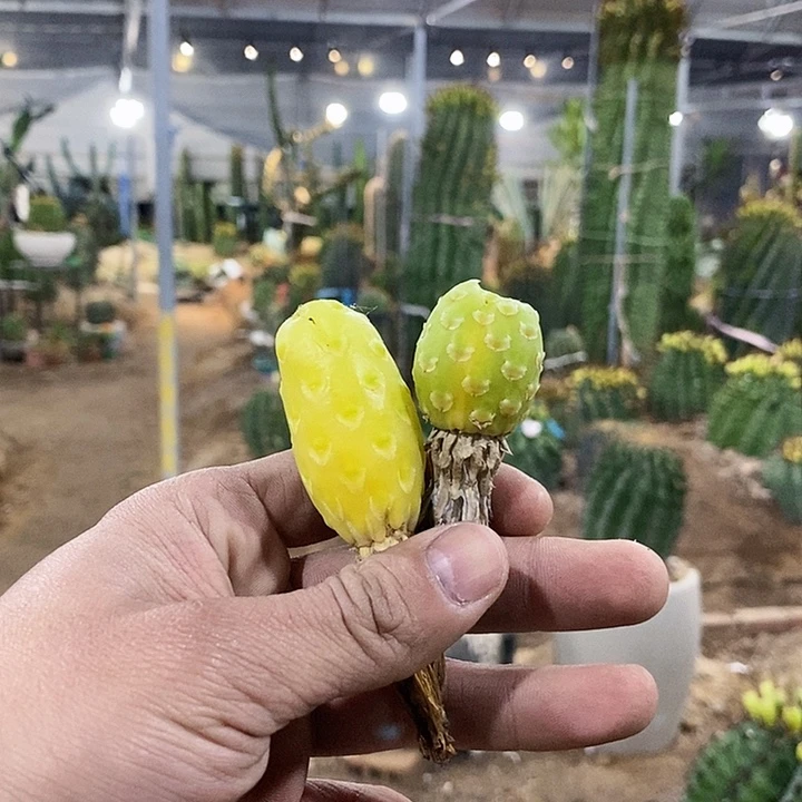 花***魏5号拍品。