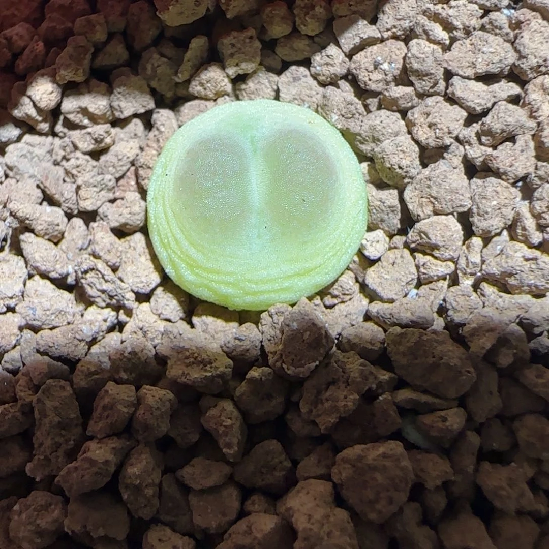 肉锥多肉植物组合-日式拉登1044