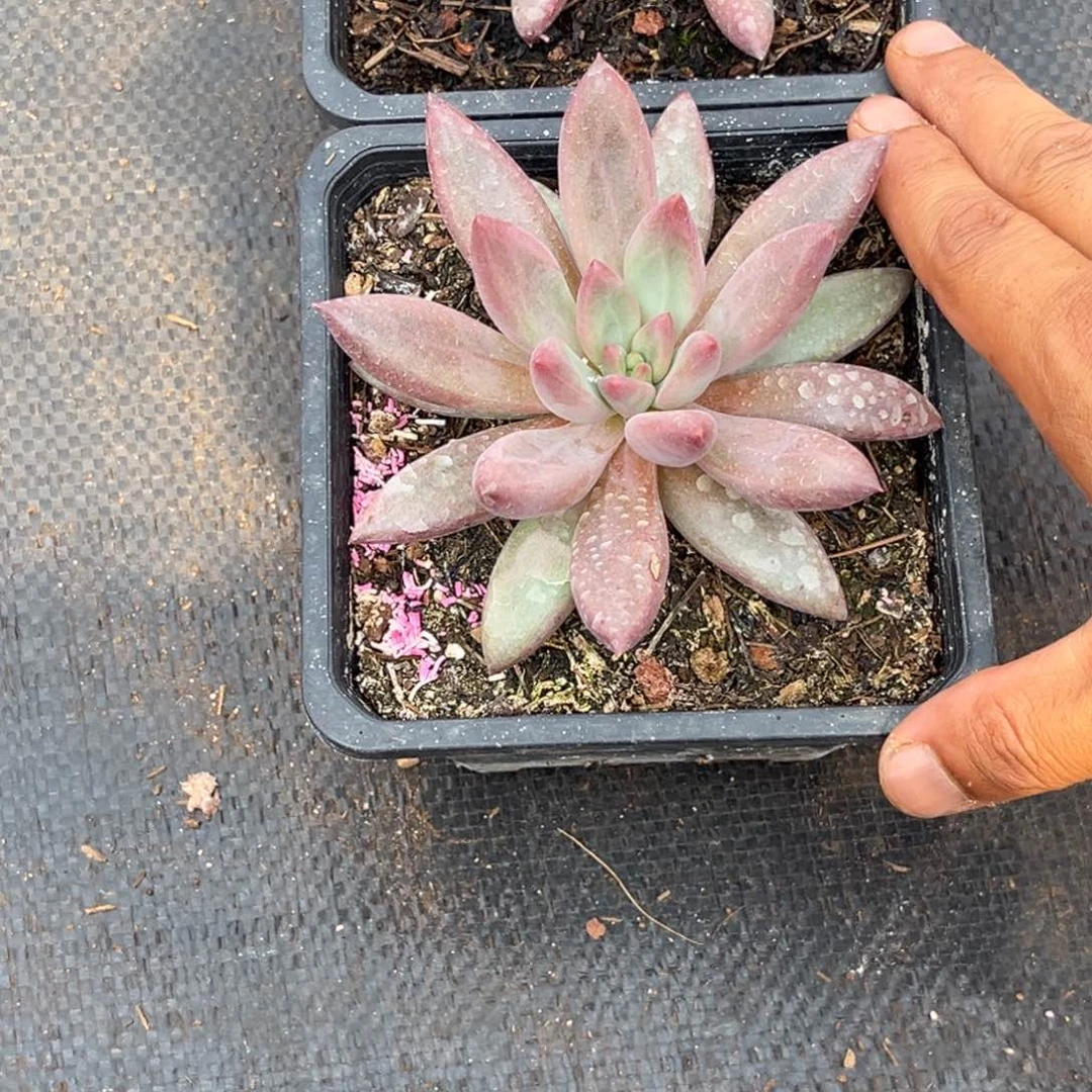H***a虞美人多头植物多肉