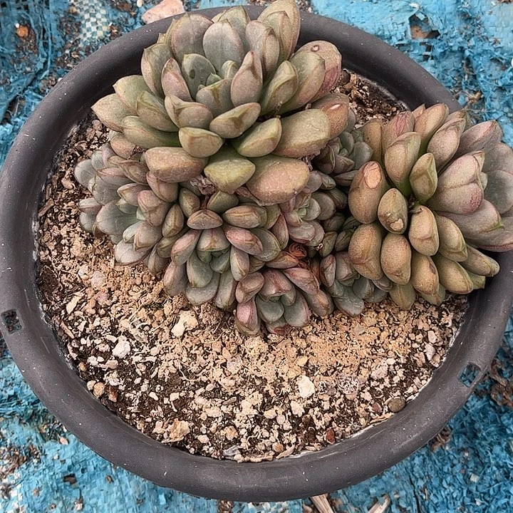 .***驴葡萄群生，一物一拍