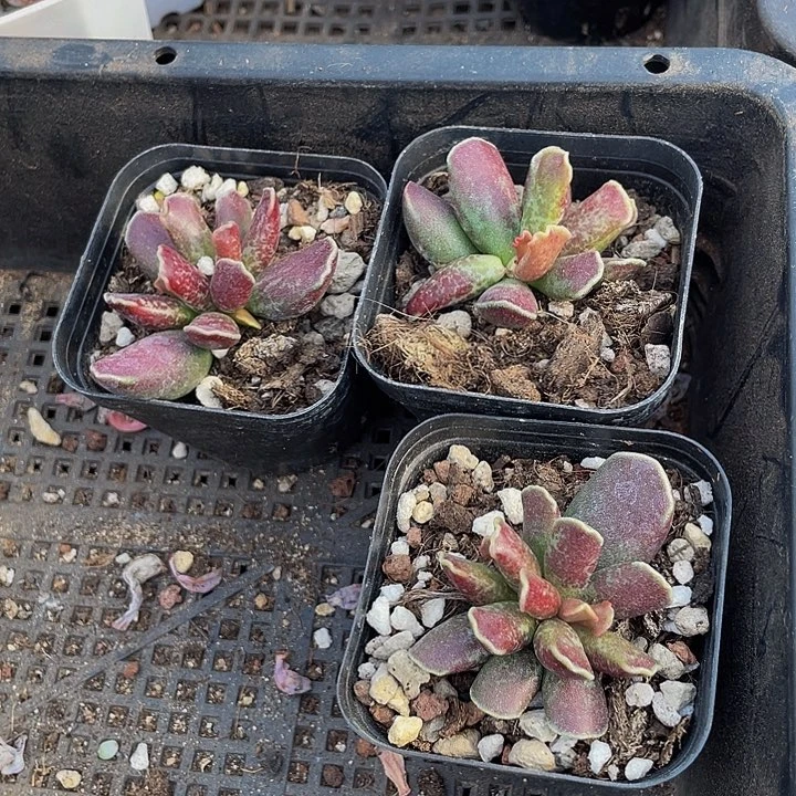 紫库博带盆土发货