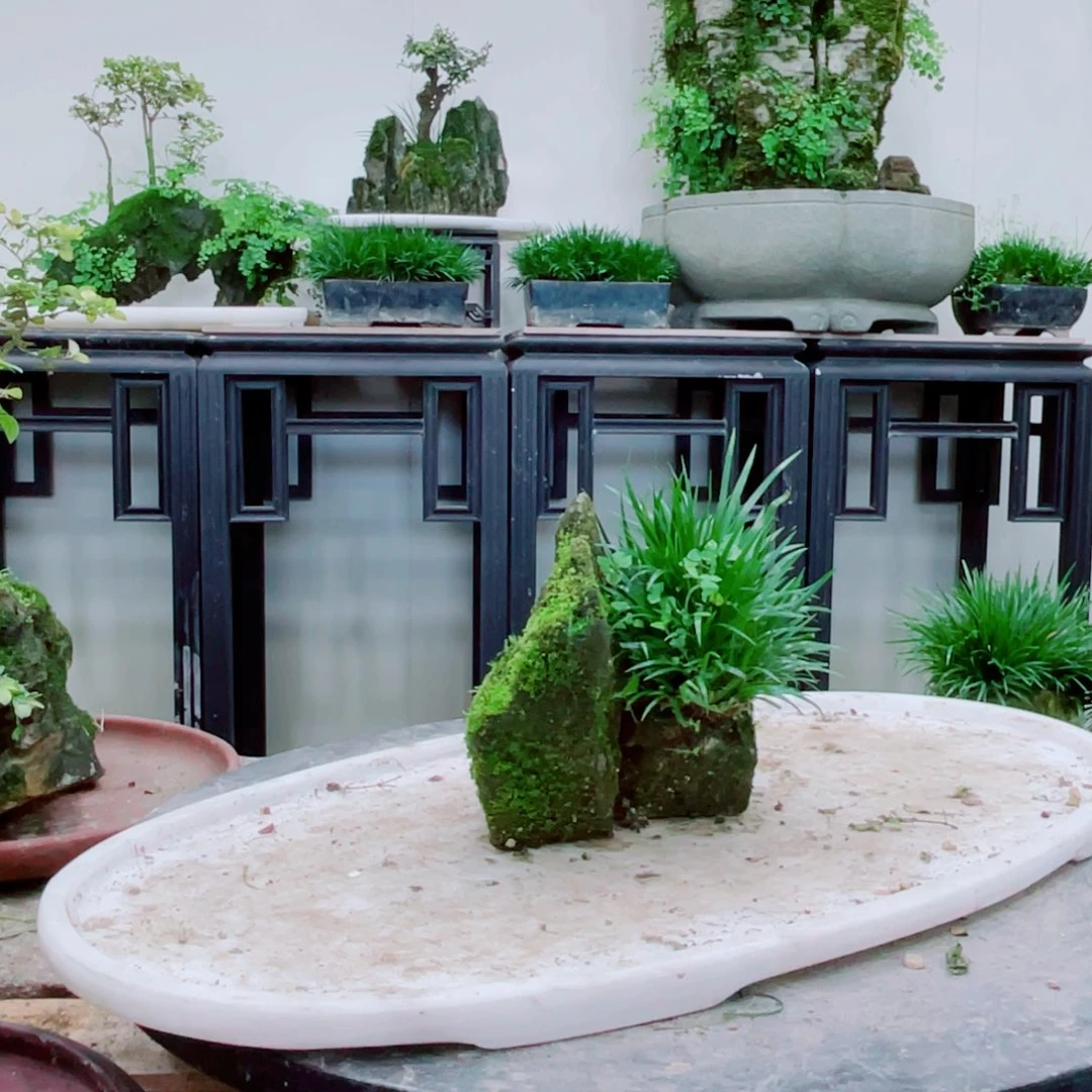 无铅玻璃那****听铁线蕨铁线蕨铁线蕨