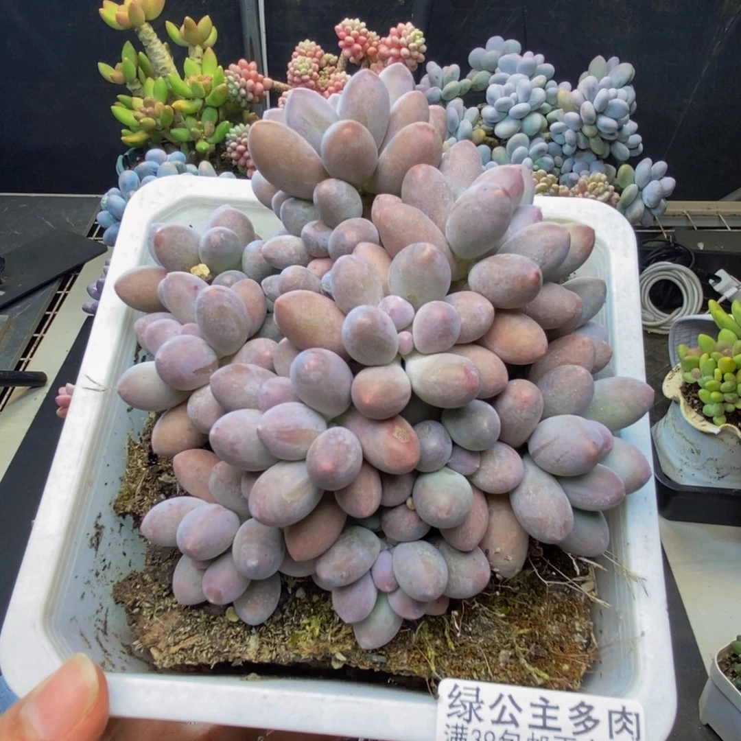 377丸叶汤圆多肉10c m