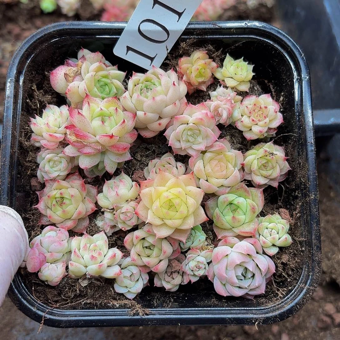 多肉植物多肉植物1014