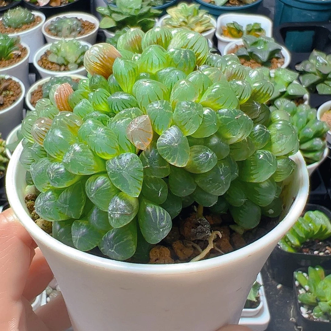L****5379玉露多肉植物一颗