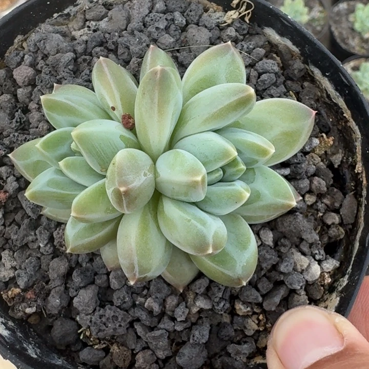 青花瓷 双头 一物一拍