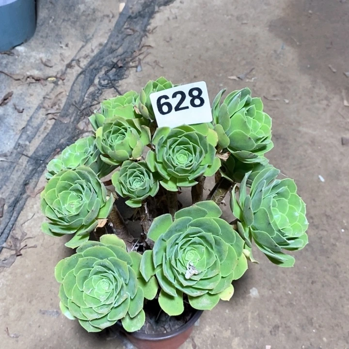 法师植物一物一拍628