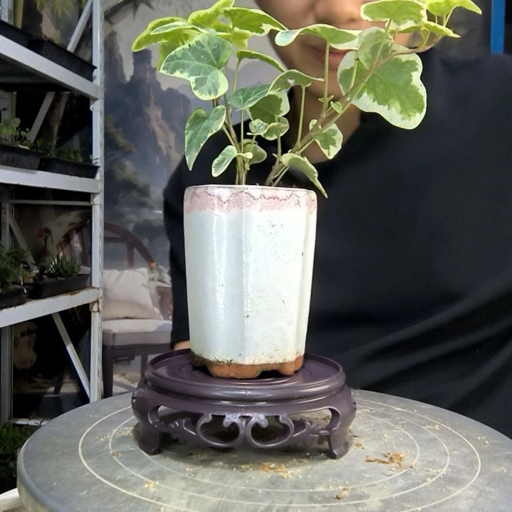 王*中青园艺一物一拍24