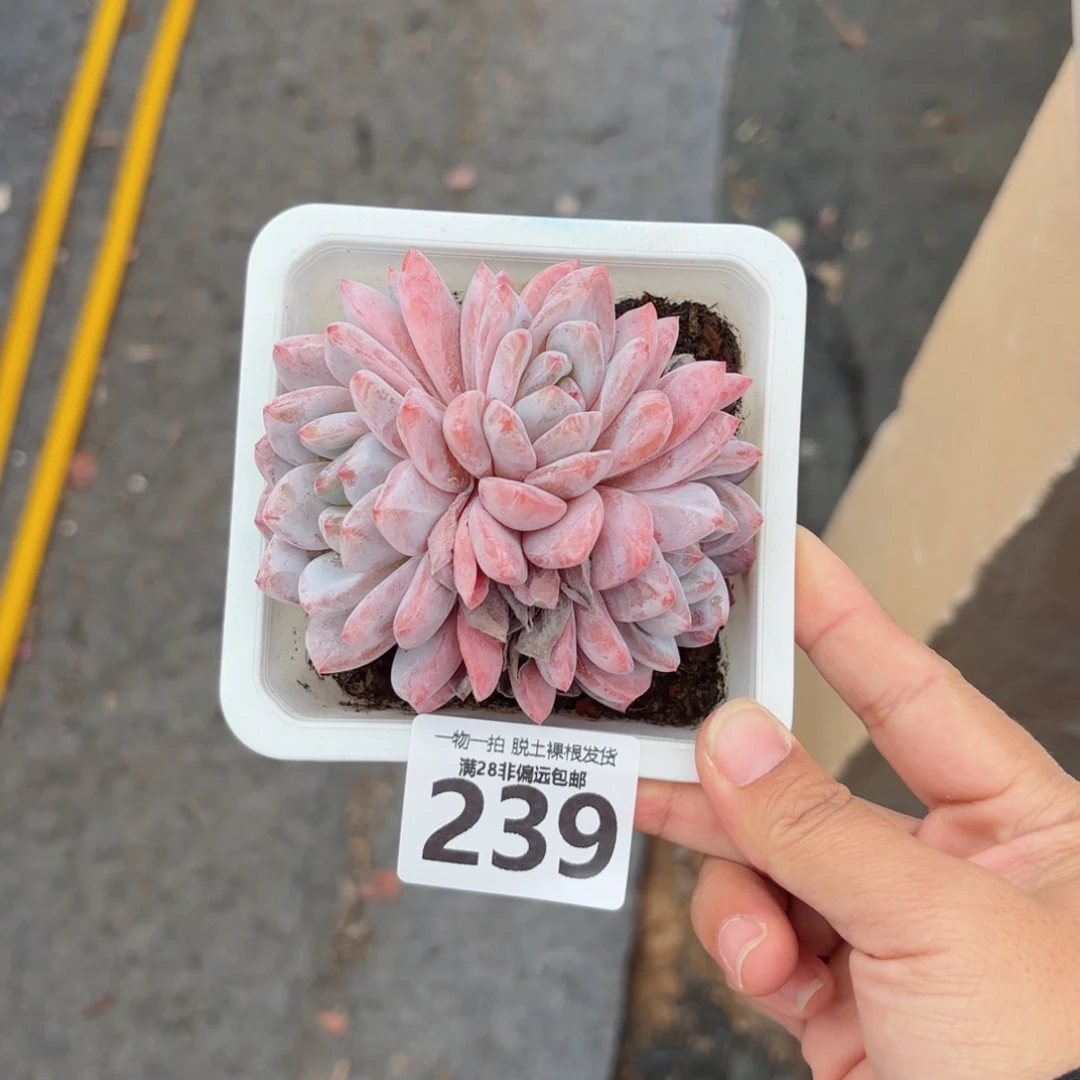 橙梦露无盆土发货