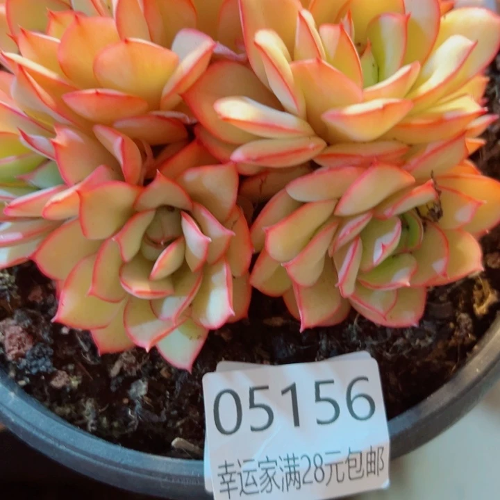 向***学幸运的是我还没遇到你