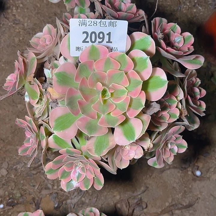 2091粉女巫多肉植物