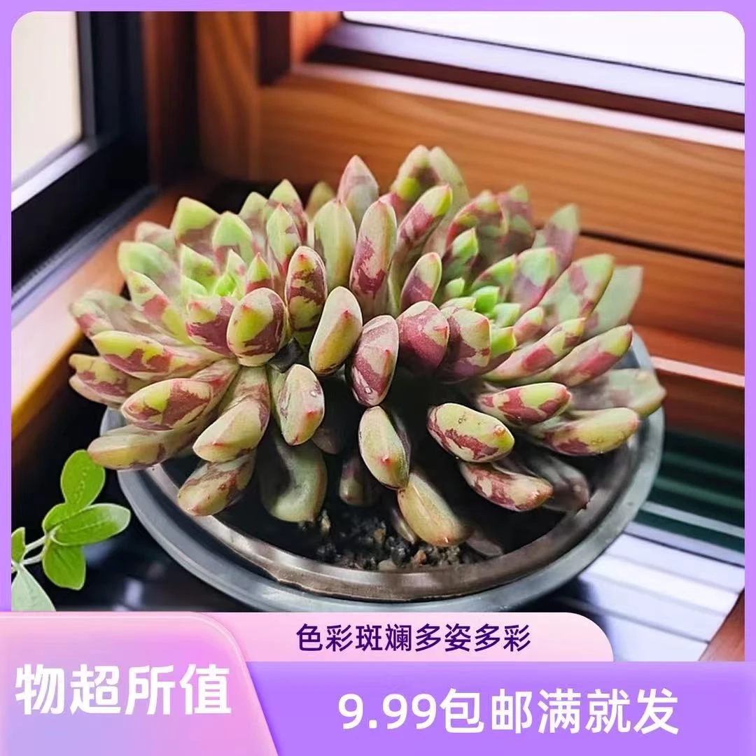 血燕拼满十元包邮多肉植物懒人绿植盆栽净化空气办公桌组合