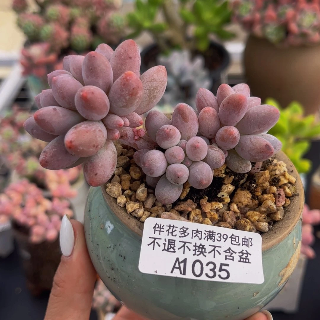 035-香水手指奶酪多肉6cm