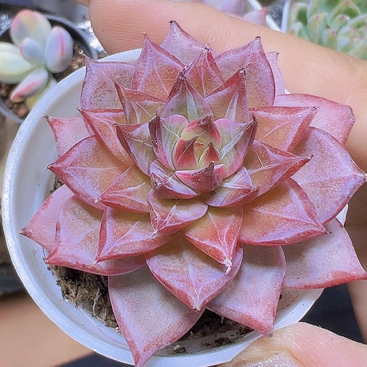 火烈鸟19包邮多肉植物