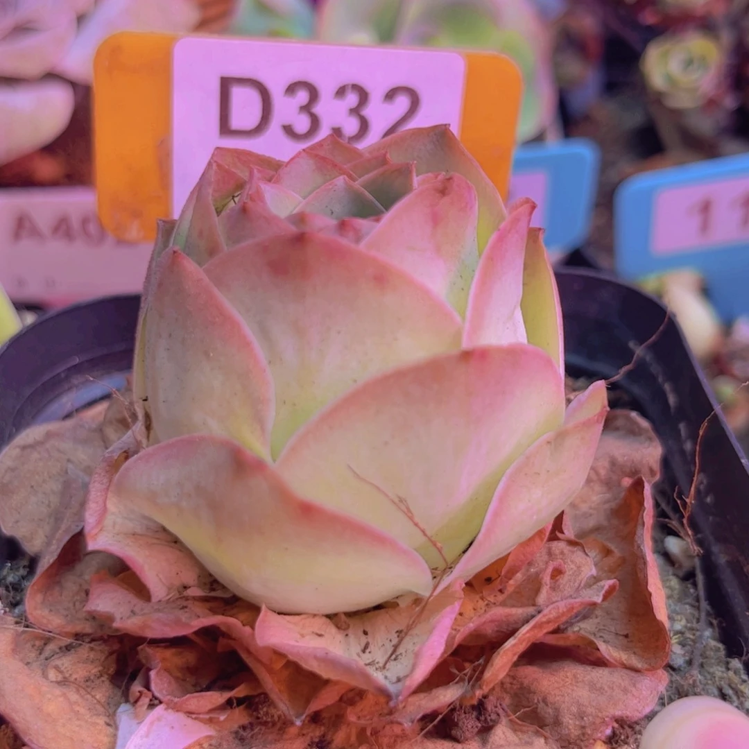 332山地玫瑰粉色