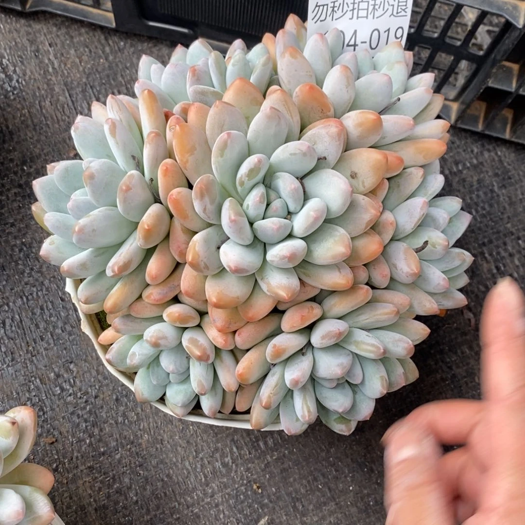 两单包邮1104-19香水