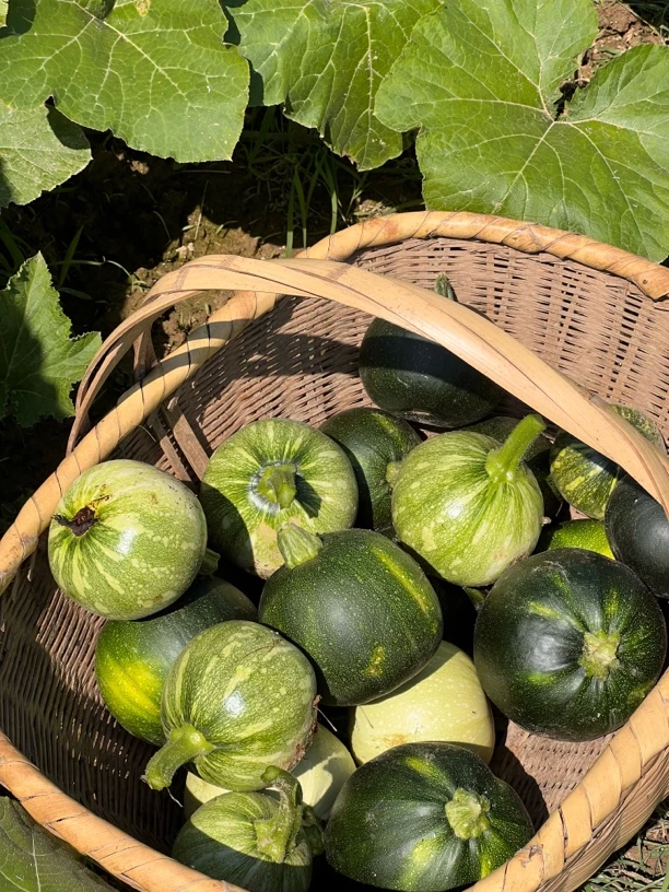 湖南衡阳耒阳本地新鲜迷你小南瓜粉糯可口农家自种蔬菜