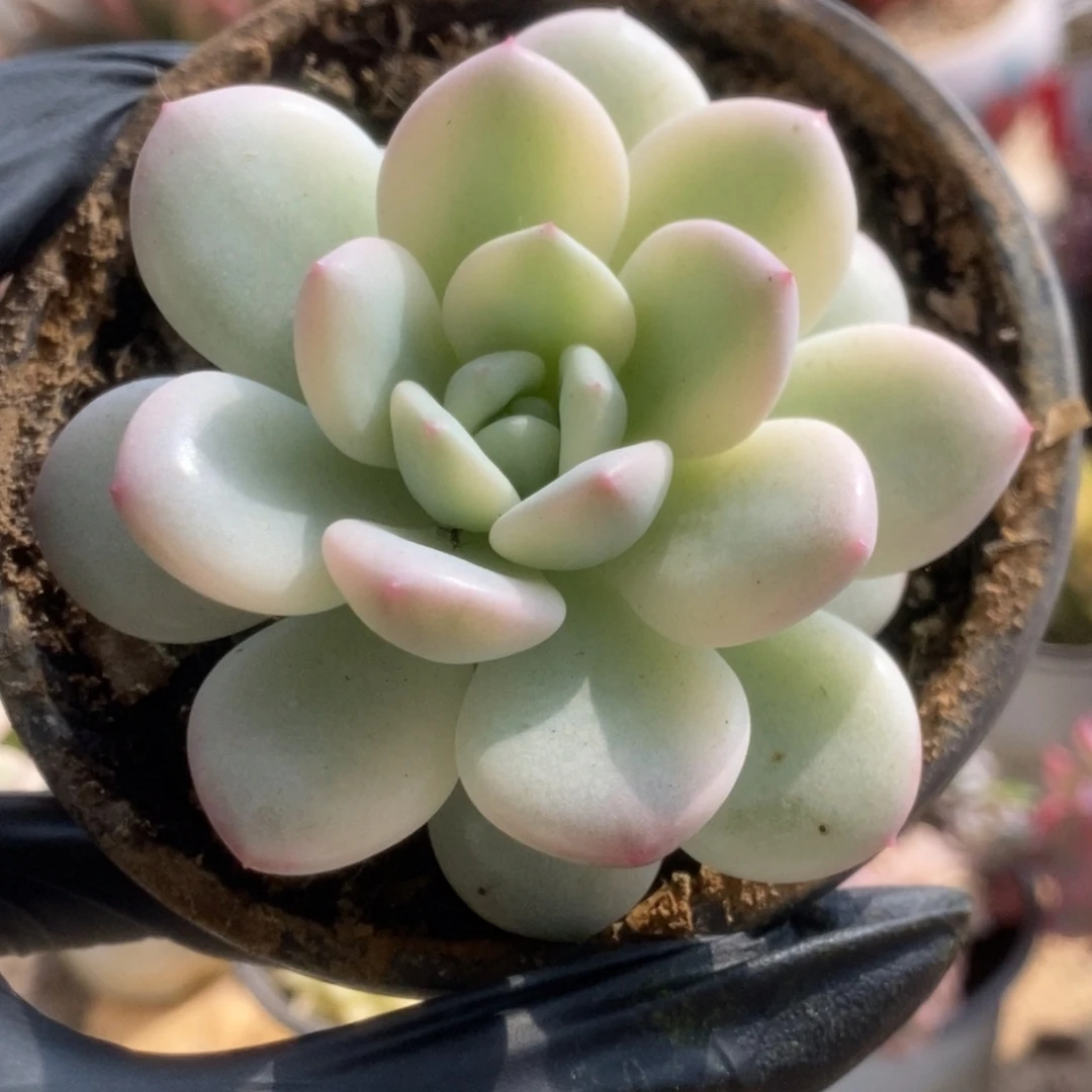 169新香水锦锦锦锦锦