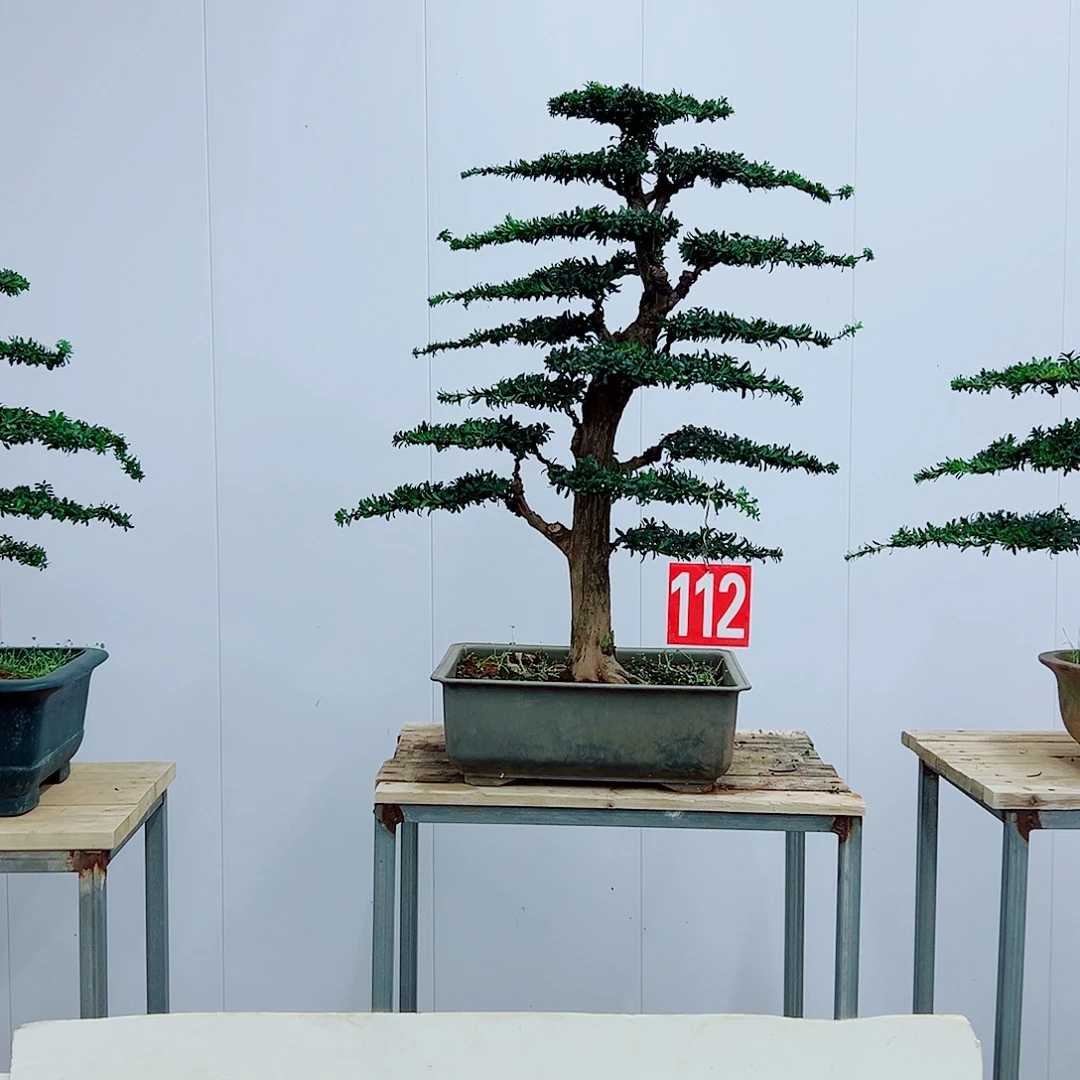 无花朵罗汉松红芽品种