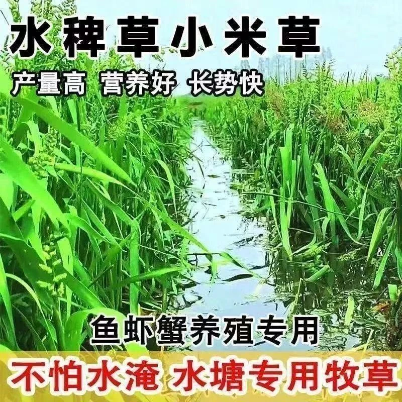 牧草小米草草籽水草喂鱼草植物草子耐高温龙虾养殖专用草水淹养殖