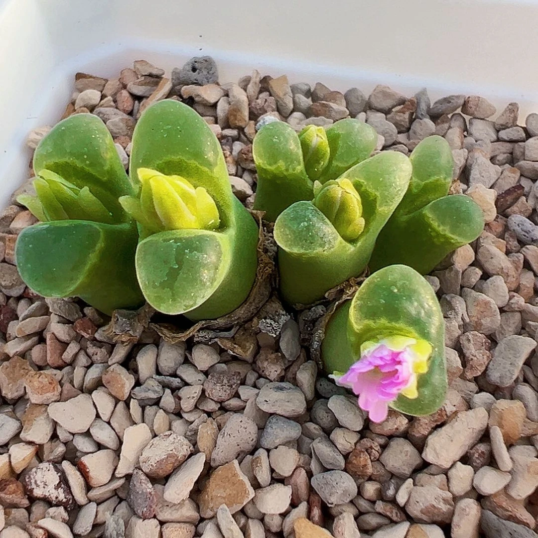 无花朵一盆绿风铃…..