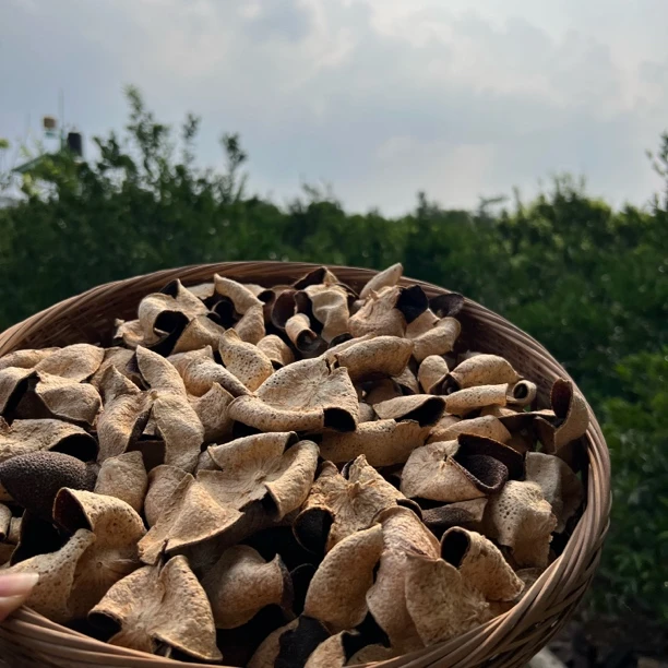 【2019年天马圈枝青皮】新会自然干仓陈皮天然生晒