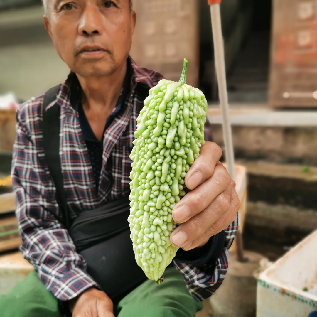 湖南本地农户种植白玉苦瓜