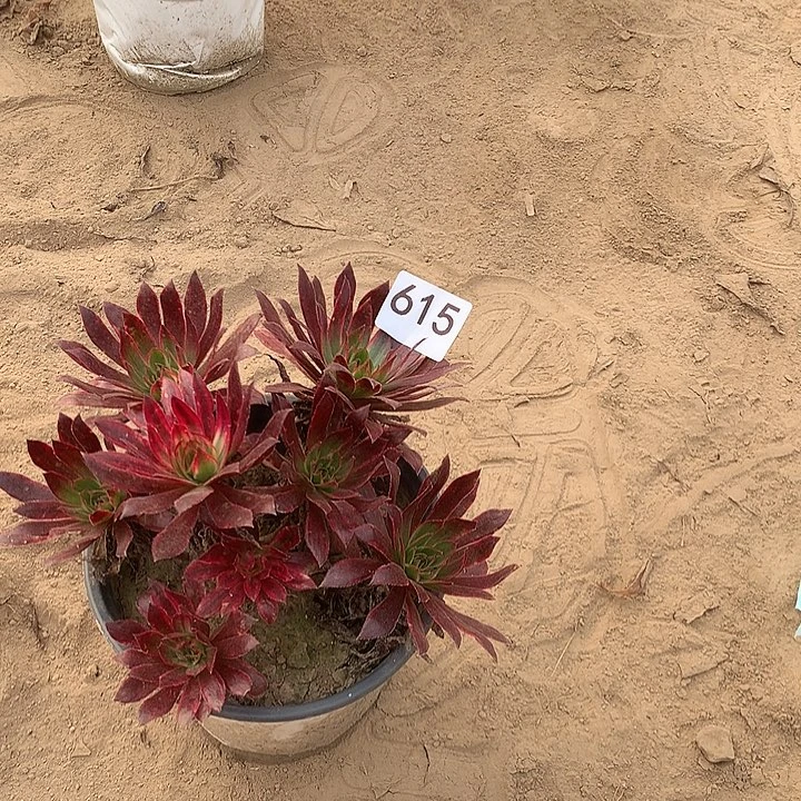 无花朵小*子615孔雀多肉北