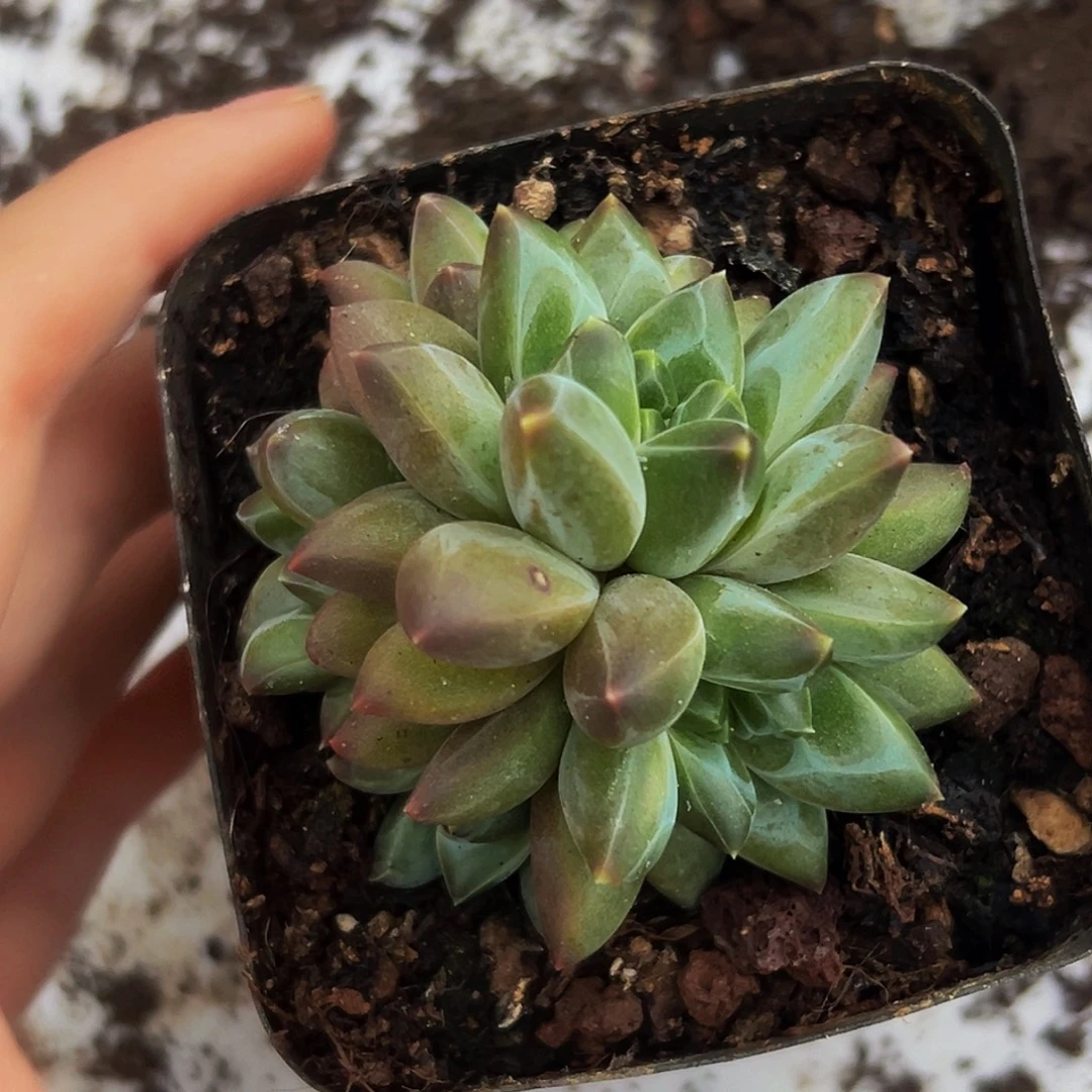 桔云多肉美人精品系列