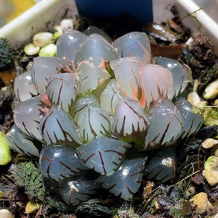 683水中月锦福利一物