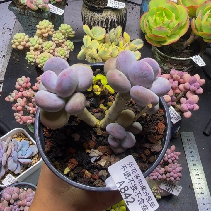 姝***谕彩虹奶酪842/8cm多肉