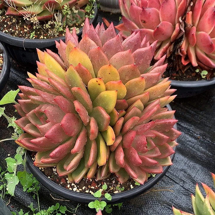 美肉特价活动开始了