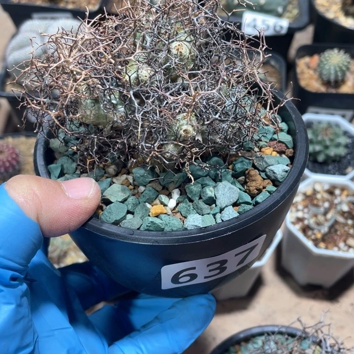 8**7637原地钢丝球万物想