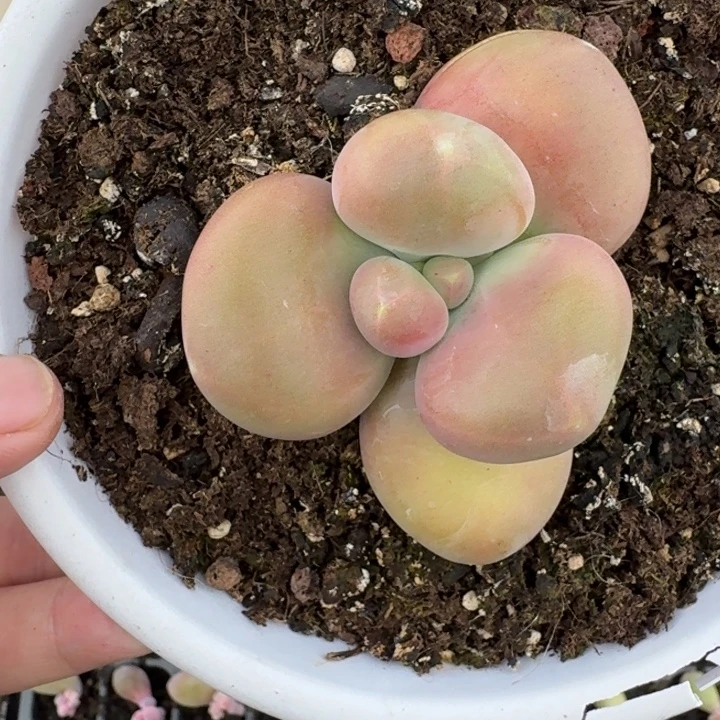 刚果奶 单头 一物一拍