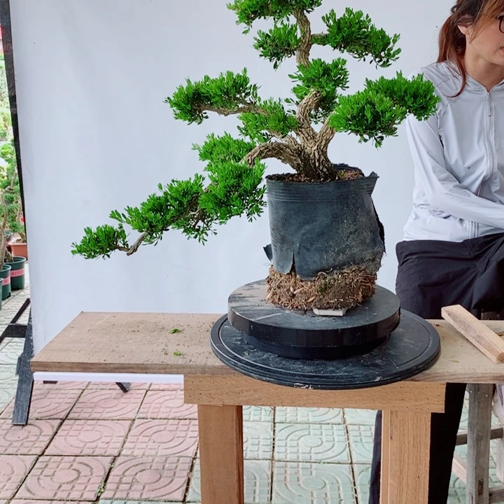 无花朵绿*湖广东皱皮雀舌黄杨