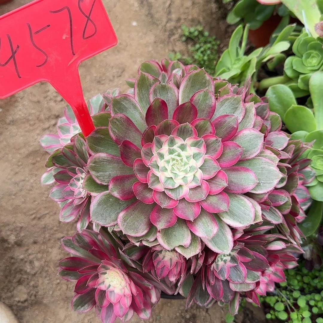 4578孔雀翎多肉法师