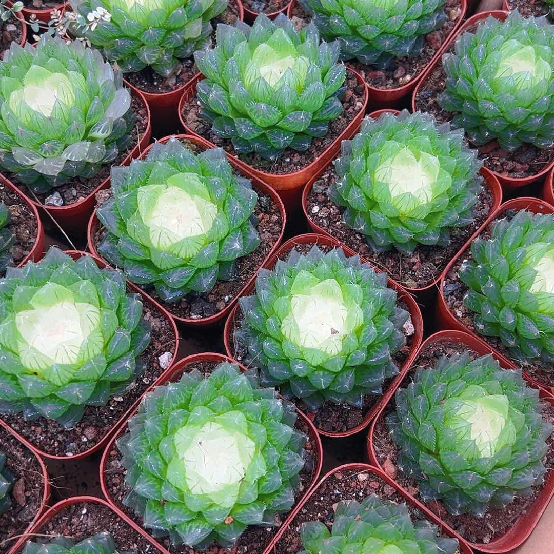 宝莲灯玉露多肉多肉一颗