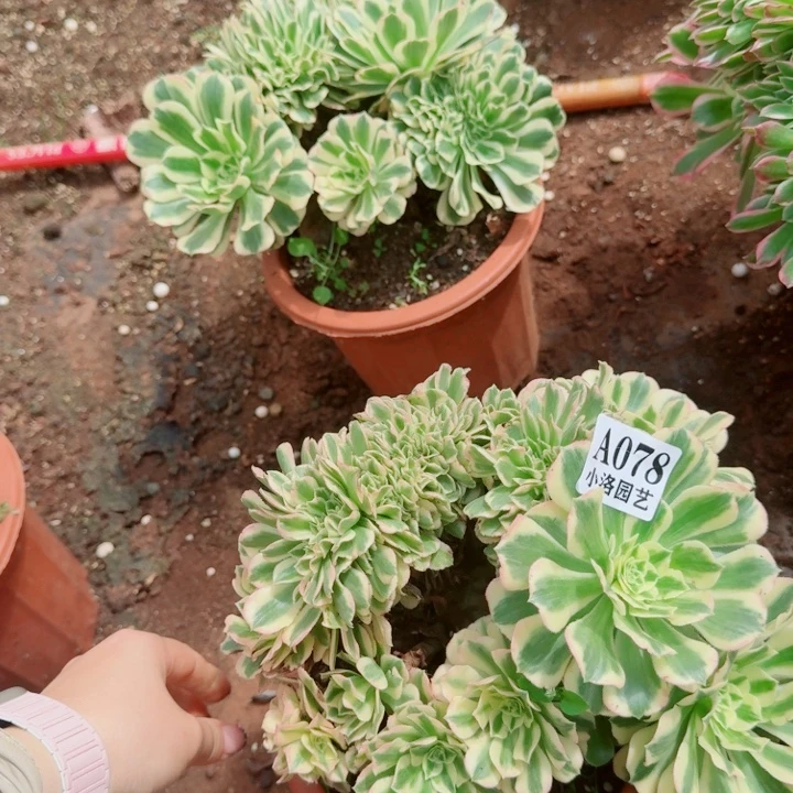 78迈巴赫缀化十月发货
