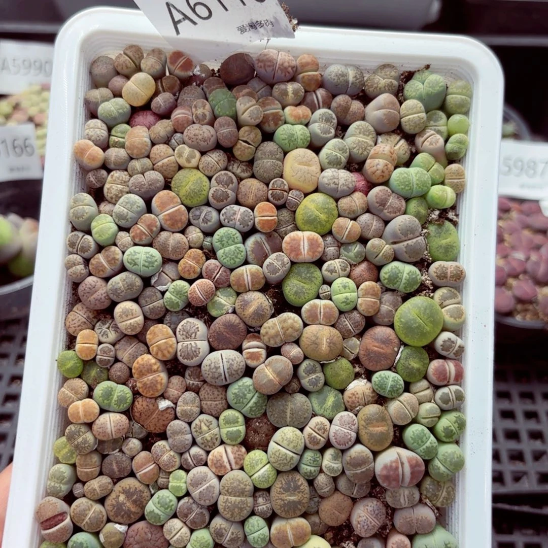 6110–生石花 生石花