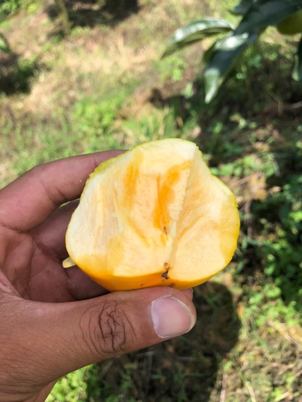 云南无核高山嘎嘣脆甜产地直发新鲜发货甜脆柿巧克力脆柿子