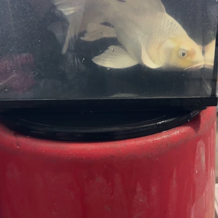 蝴蝶鲤鱼蝴蝶鲤88