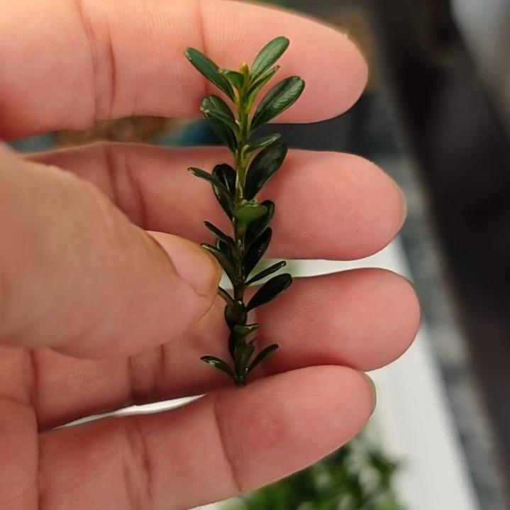 夕***风完全开放凤凰米叶黄杨美杨杨