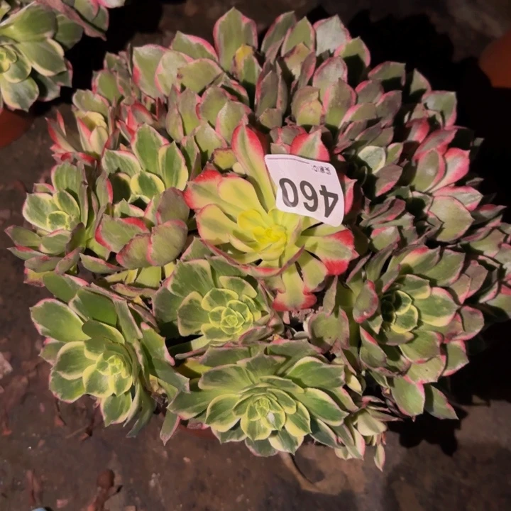 460海仙多肉植物不售后