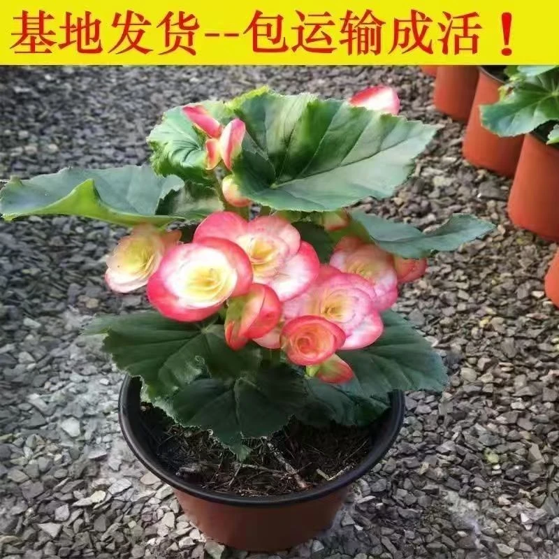 粉色丽格海棠盆栽重瓣带花苞室内花卉四季均可开花