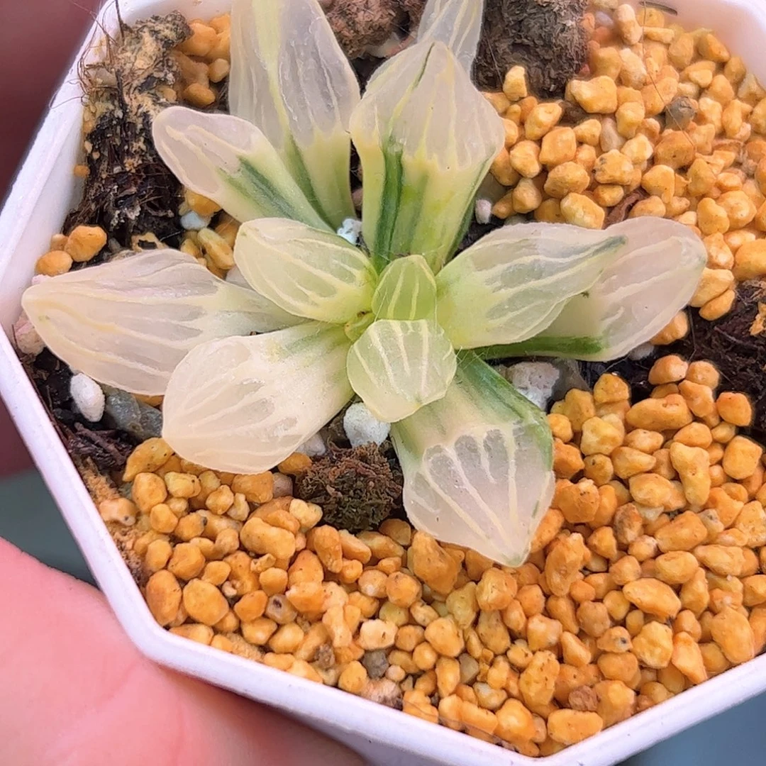 糊斑西瓜锦十二卷多肉