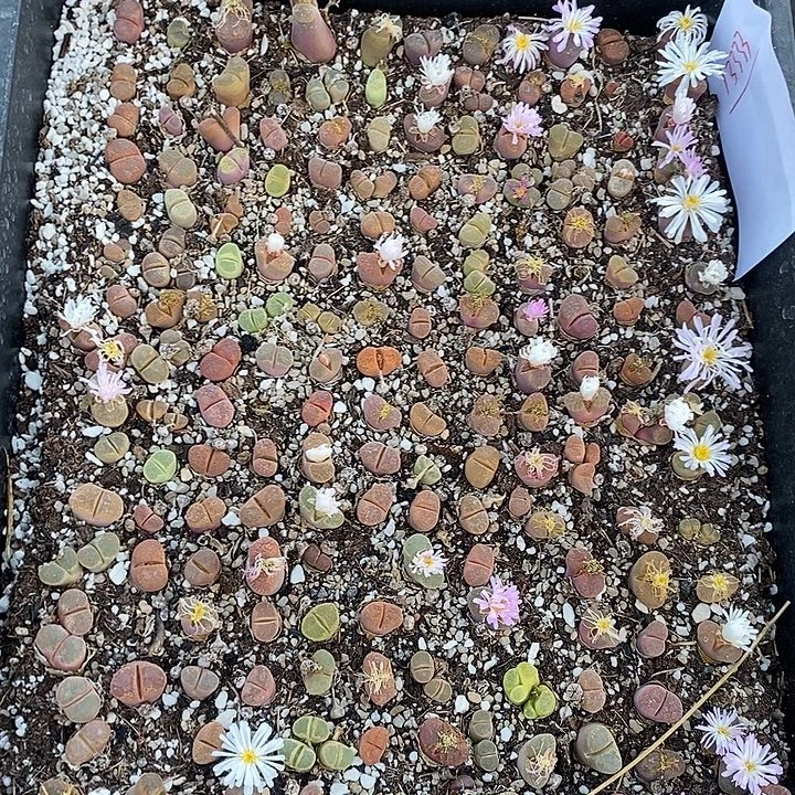 13333。 一筐风铃带筐发货。  170颗。