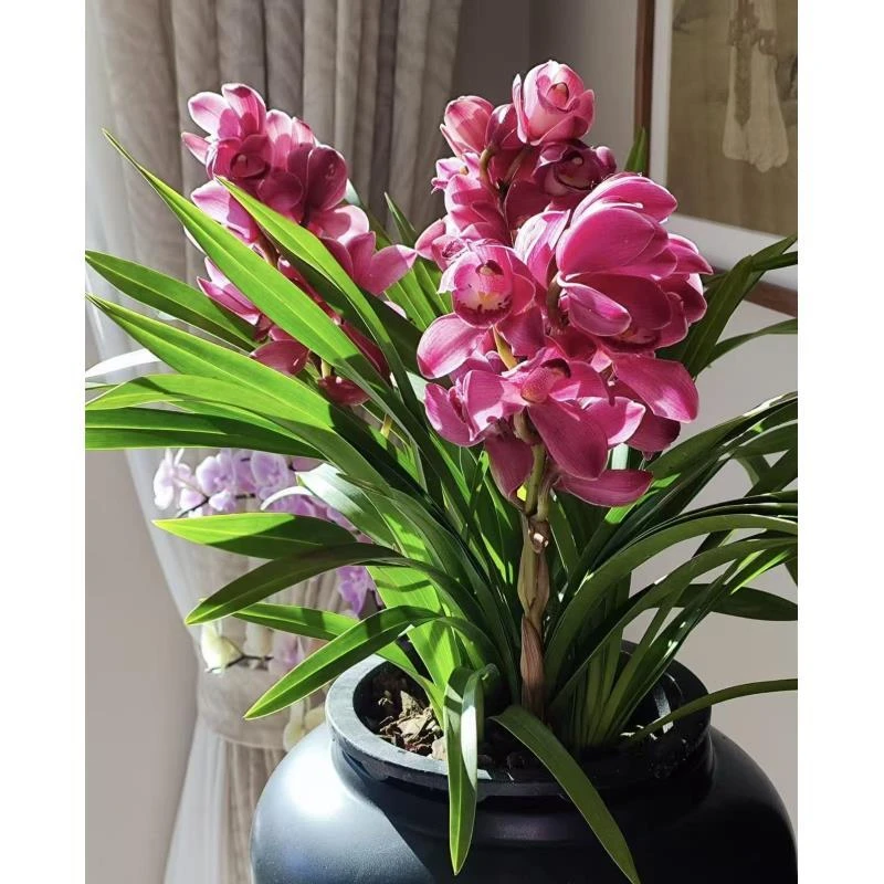 《葡萄美酒》特级 多花剑 兰花盆栽绿植花卉室内外好养易活